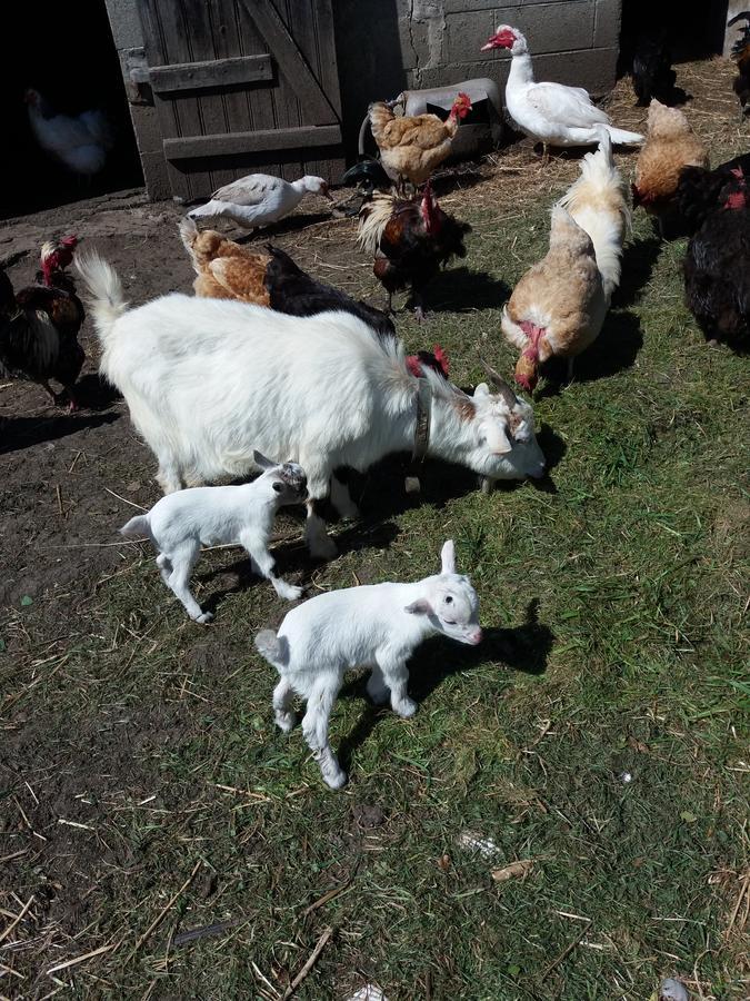 La Ferme Du Bout Du Monde Bed & Breakfast Plogoff Dış mekan fotoğraf